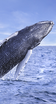 Humpback Whales in Cabo