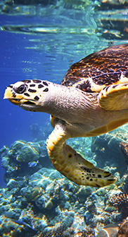 sea turtle and sea life on cabo pulmo scuba dive tour