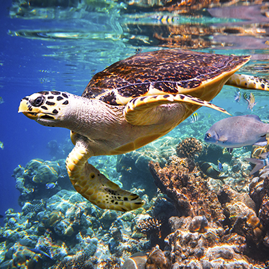 sea turtle and sea life on cabo pulmo scuba dive tour