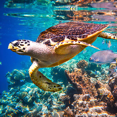 sea turtle and sea life on cabo pulmo scuba dive tour