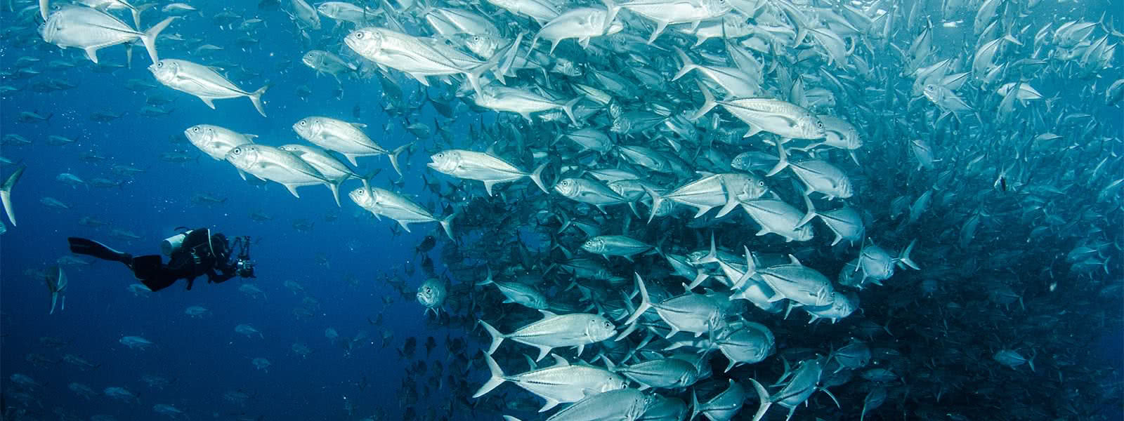 Scuba Dive in Cabo Pulmo with Cabo Adventures