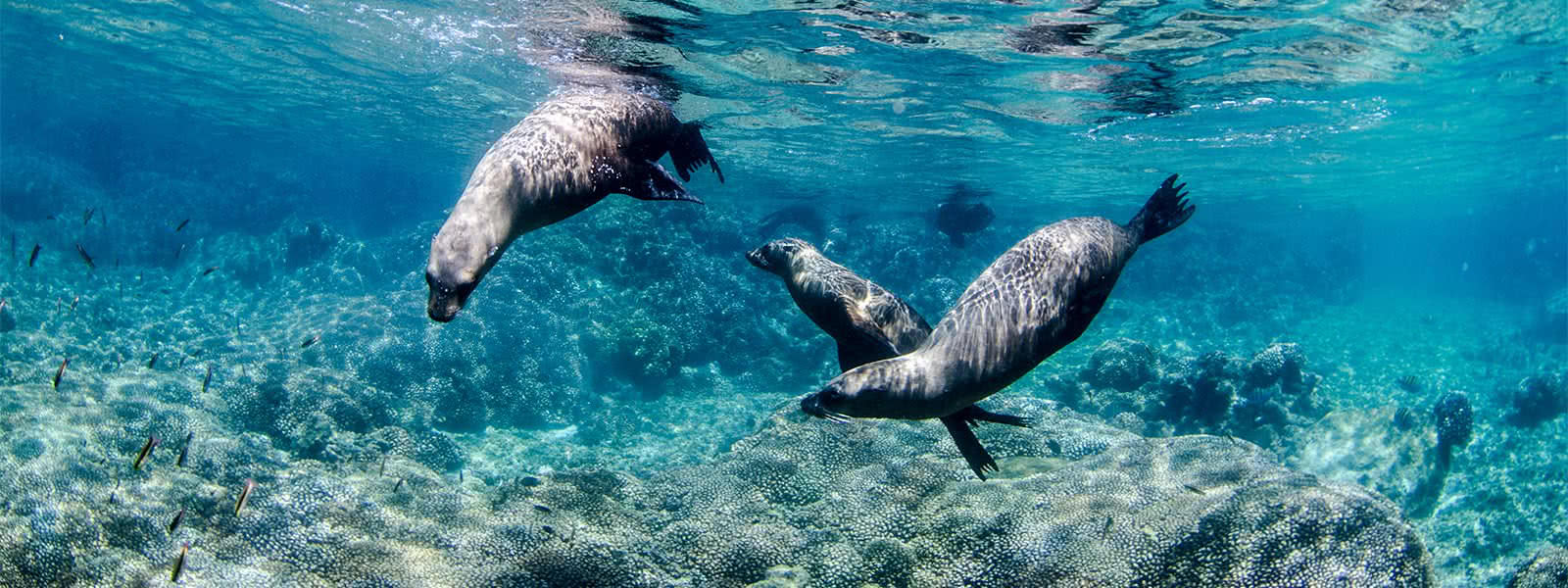 Scuba Dive with Sea Lions in Cabo Pulmo