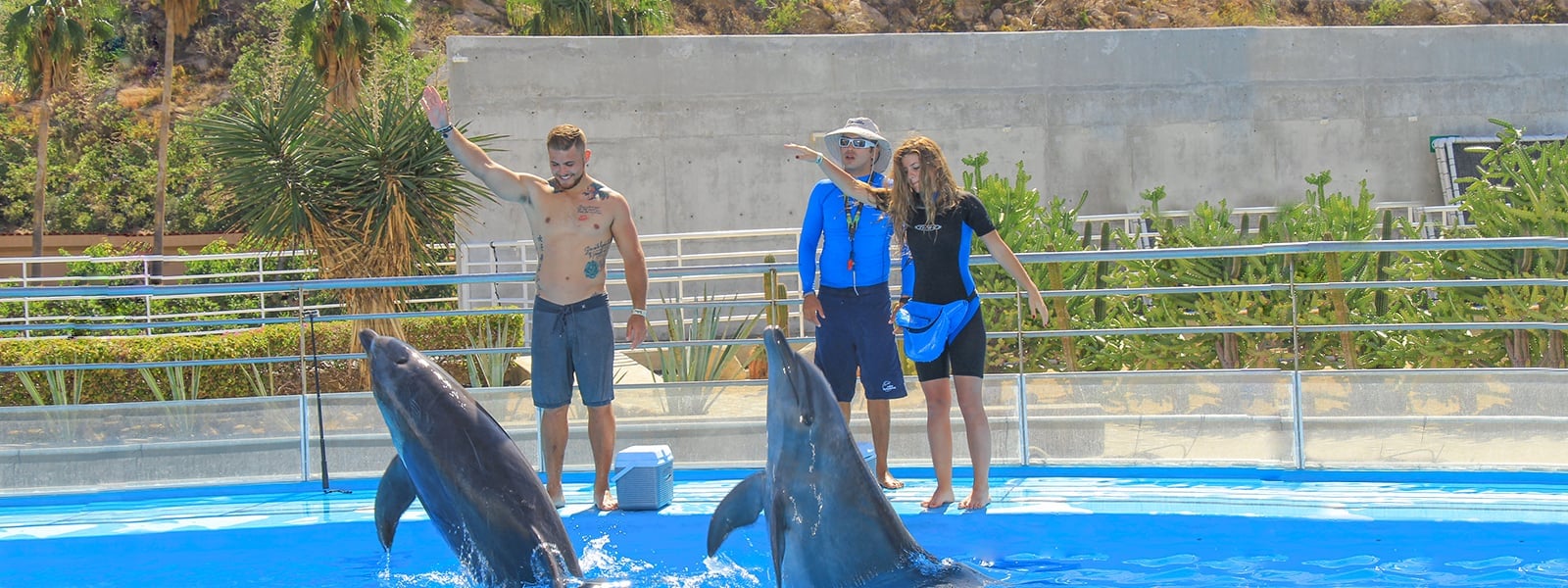 Los Cabos Small Group Dolphin Trainer Experience