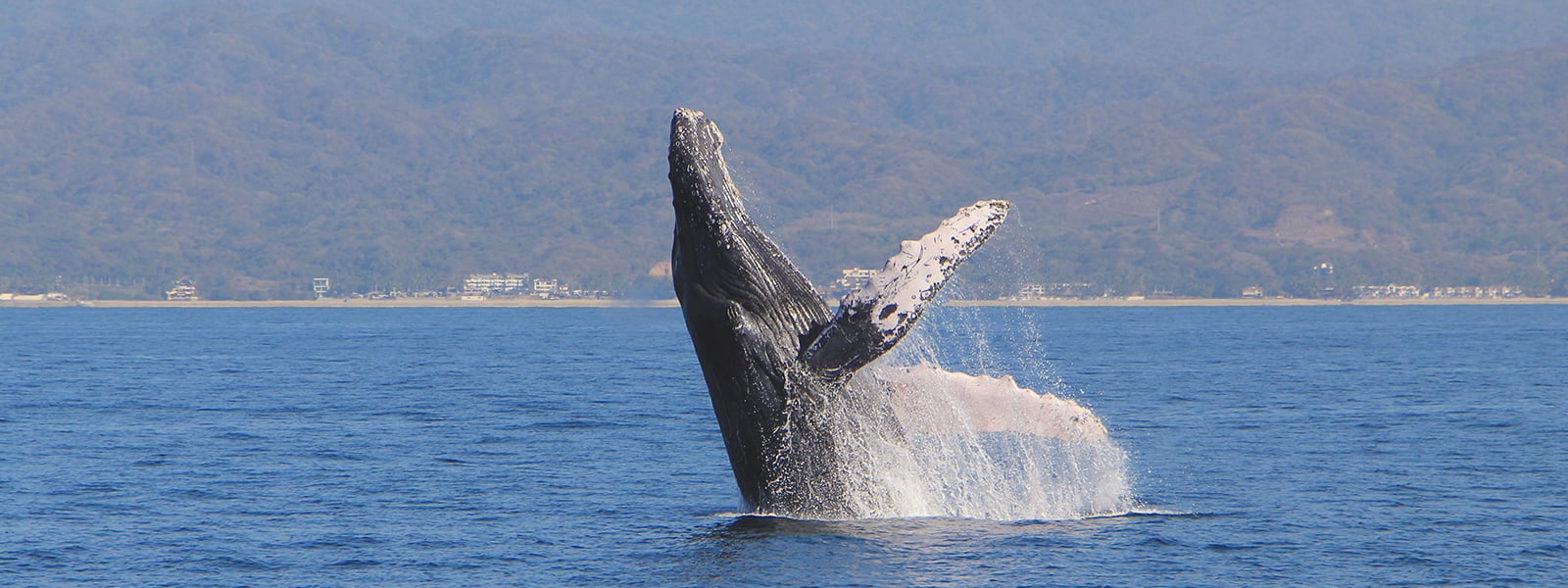 whale sighting on islas marietas eco discovery tour