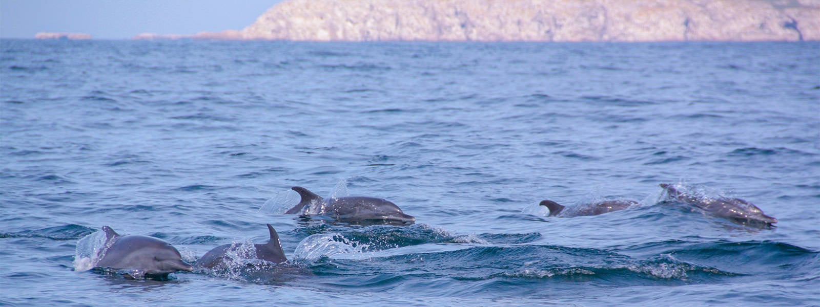 See wild dolpins by the Marietas Islands