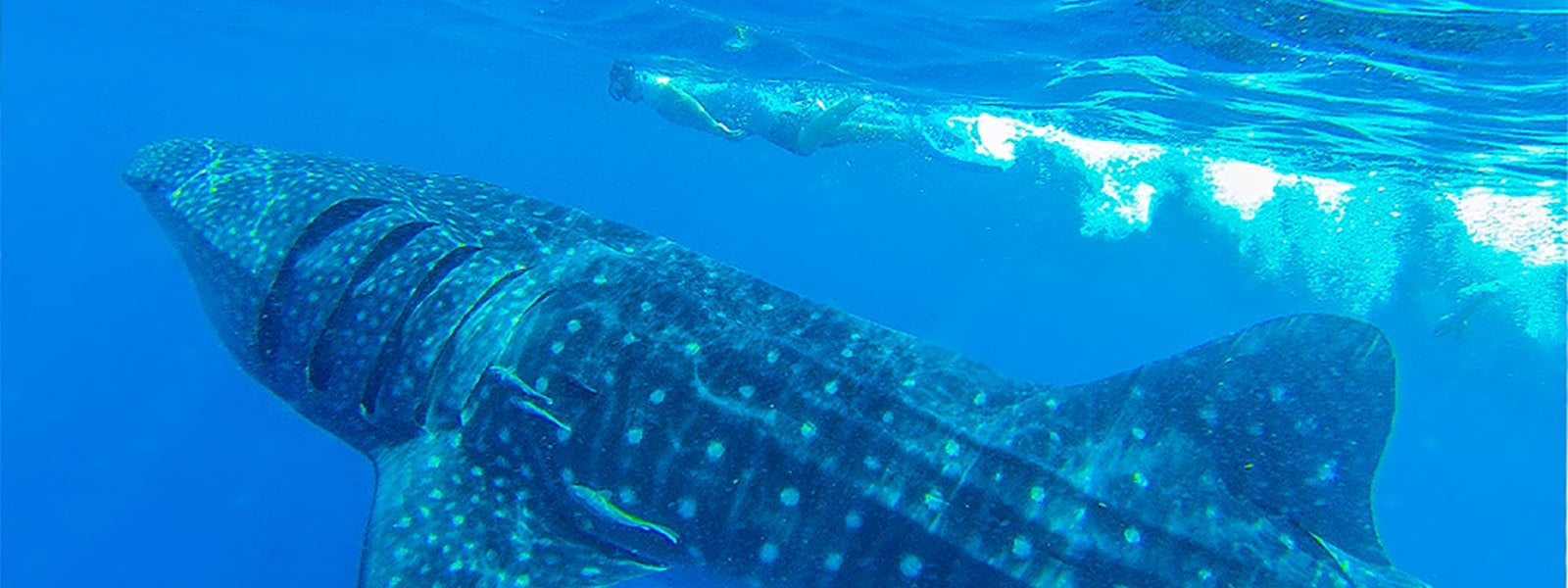 WATCH: Florida boat party visited by whale shark