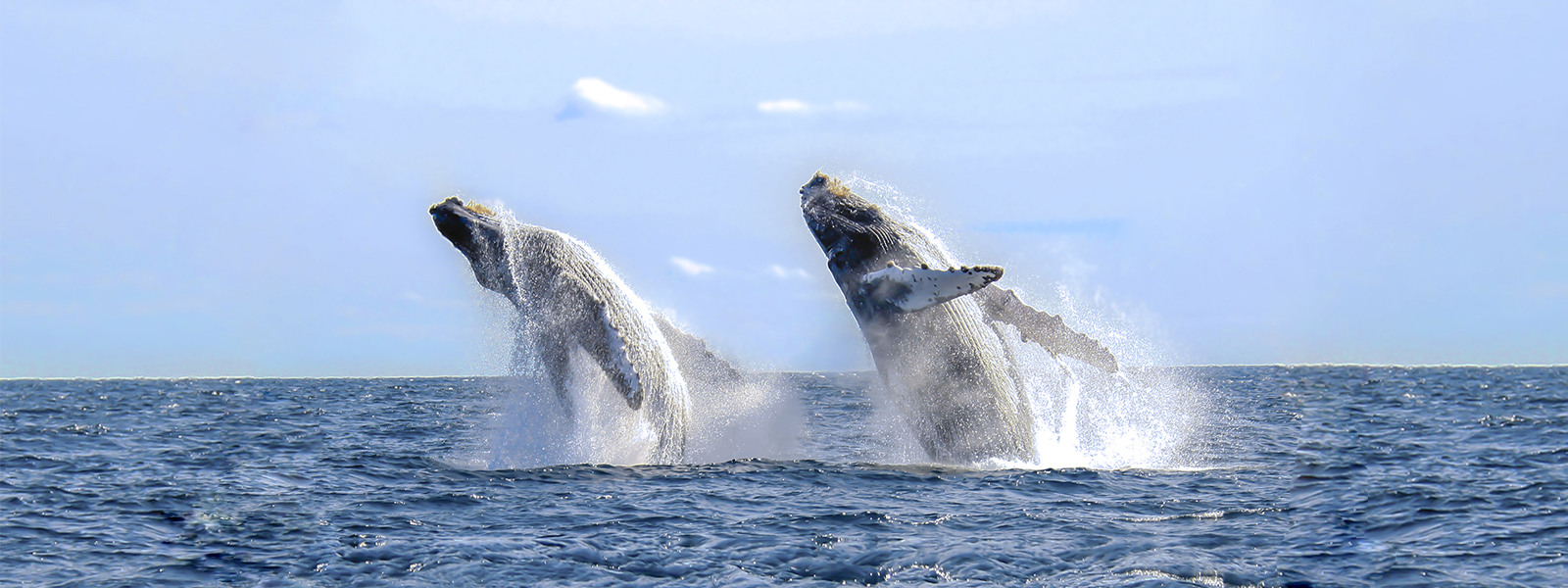 Whale Watching Tour Menu on the Island Explorer 5