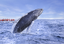 Private boat charter for whale watching