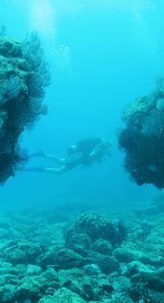 Scuba Diving Vallarta Adventures