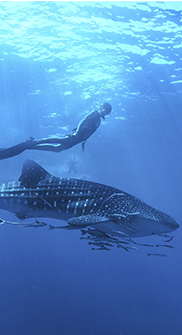 Nado con Tiburón Ballena en Cabo con Cabo Adventures 4