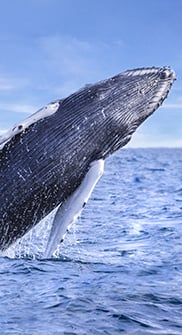 Whale watching private boat charters in cabo