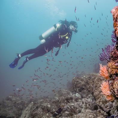 Scuba Diving in Vallarta Mexico