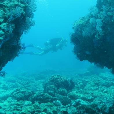 Scuba Dive in Vallarta