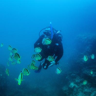 PADI certification courses online