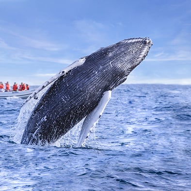 Take a private boat charter to see humpback whales in cabo