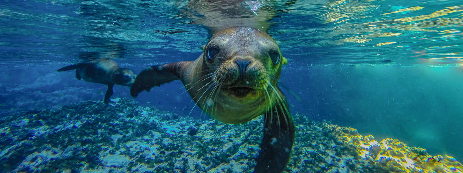  Snorkel with sea lions in Cabo