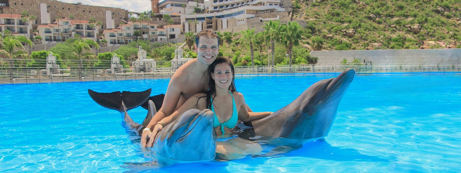 Couples swim with dolphins