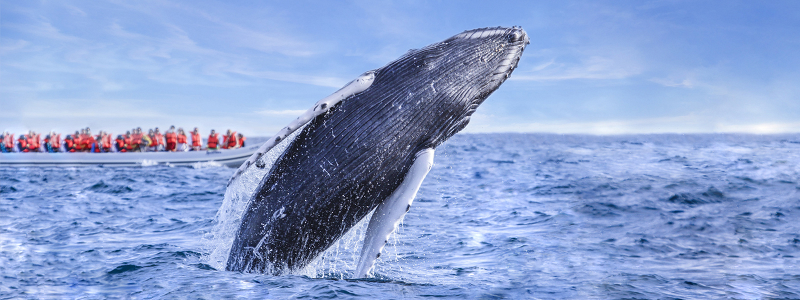 Humpback Whales in Cabo