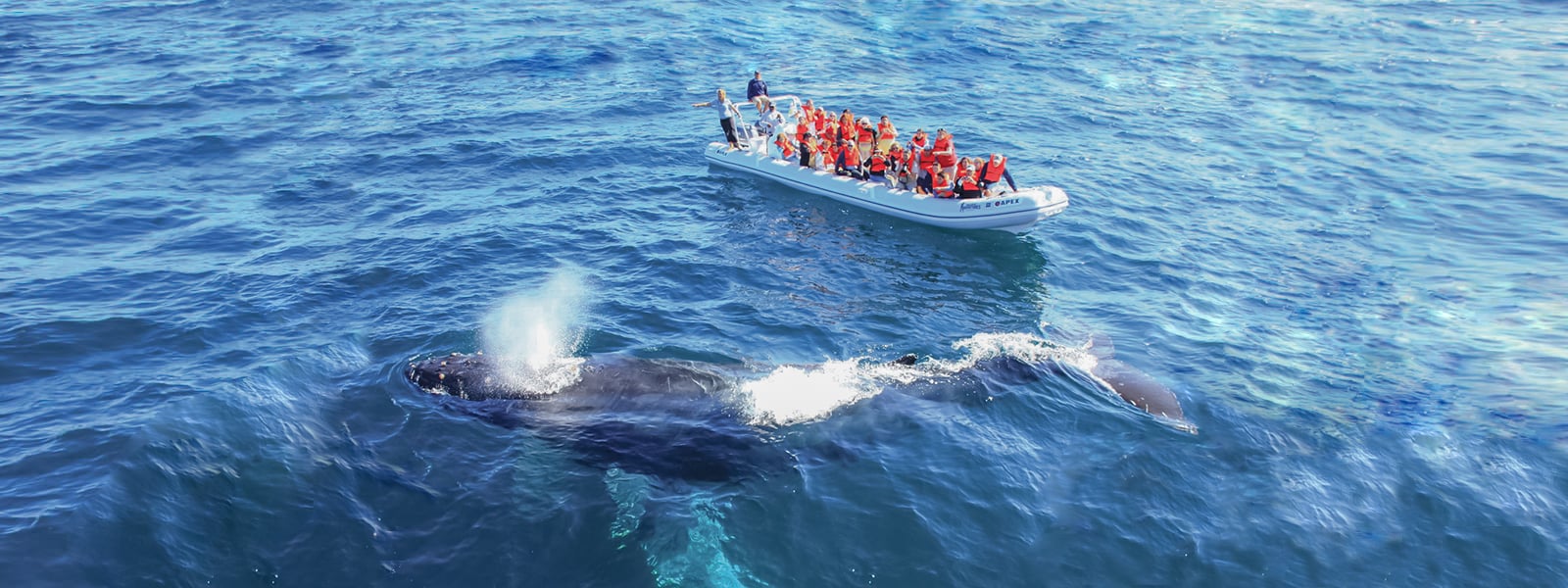 Tour group on a Whale Watching tour in Cabo