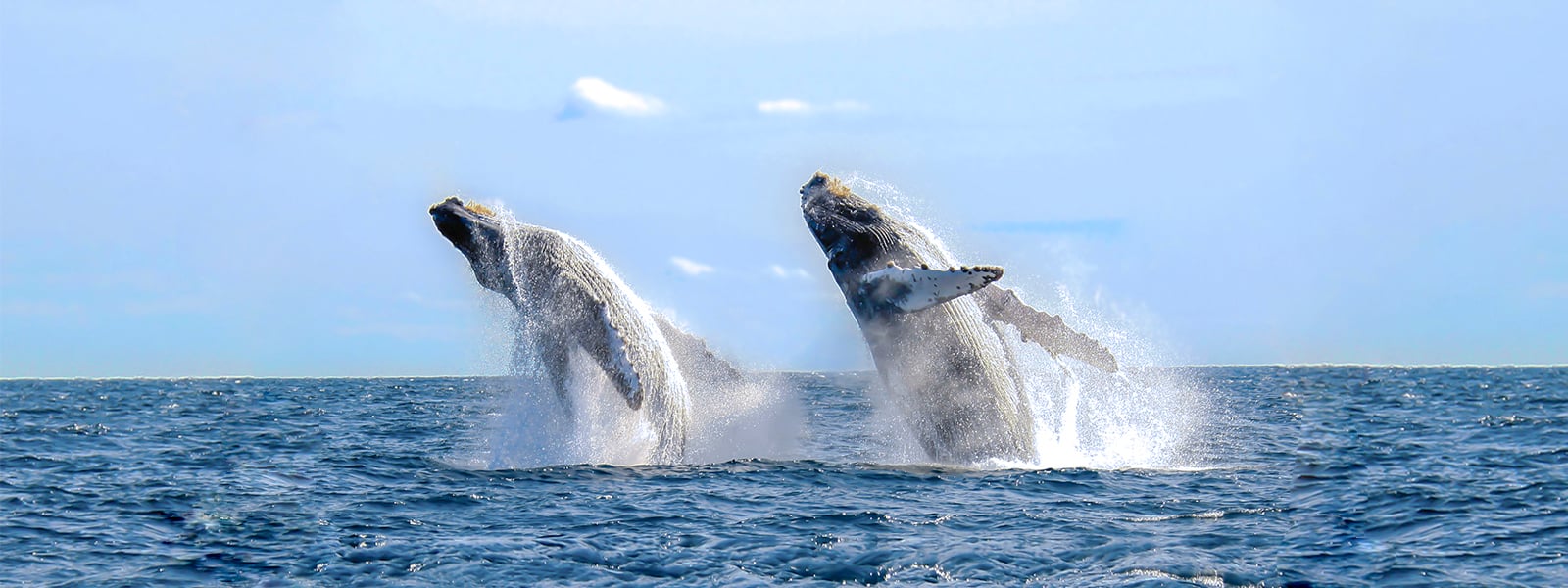 Humpback whales in Los Cabos