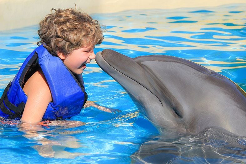 Información sobre Delfines para Niños, Aprende Más