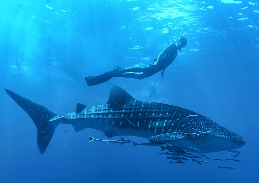 What Is A Whale Shark The Oceans