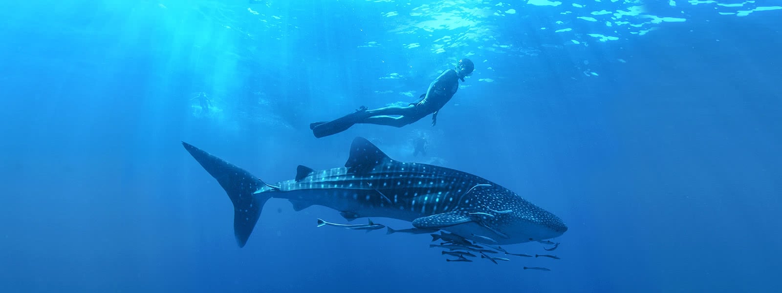Whale Shark in Cabo