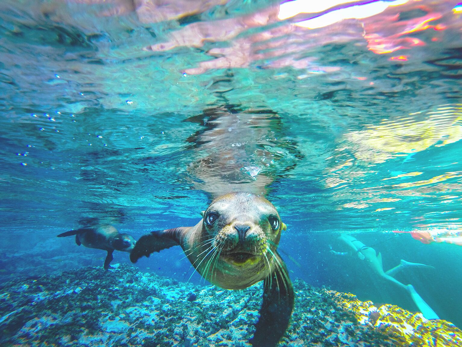 Sea lions swimming in the Sea of Cortez