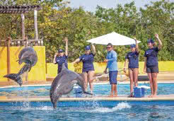 Dolphin programs in Puerto Vallarta  | Dolphin Adventure 2