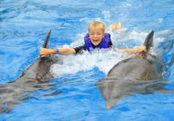 Dolphin dorsal rides in Puerto Vallarta  | Vallarta Adventures|