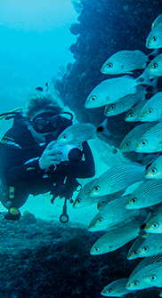 scuba diver next to school of fish diving in chimo