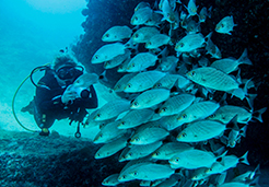 scuba diver next to school of fish diving in chimo