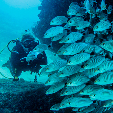 scuba diver next to school of fish diving in chimo