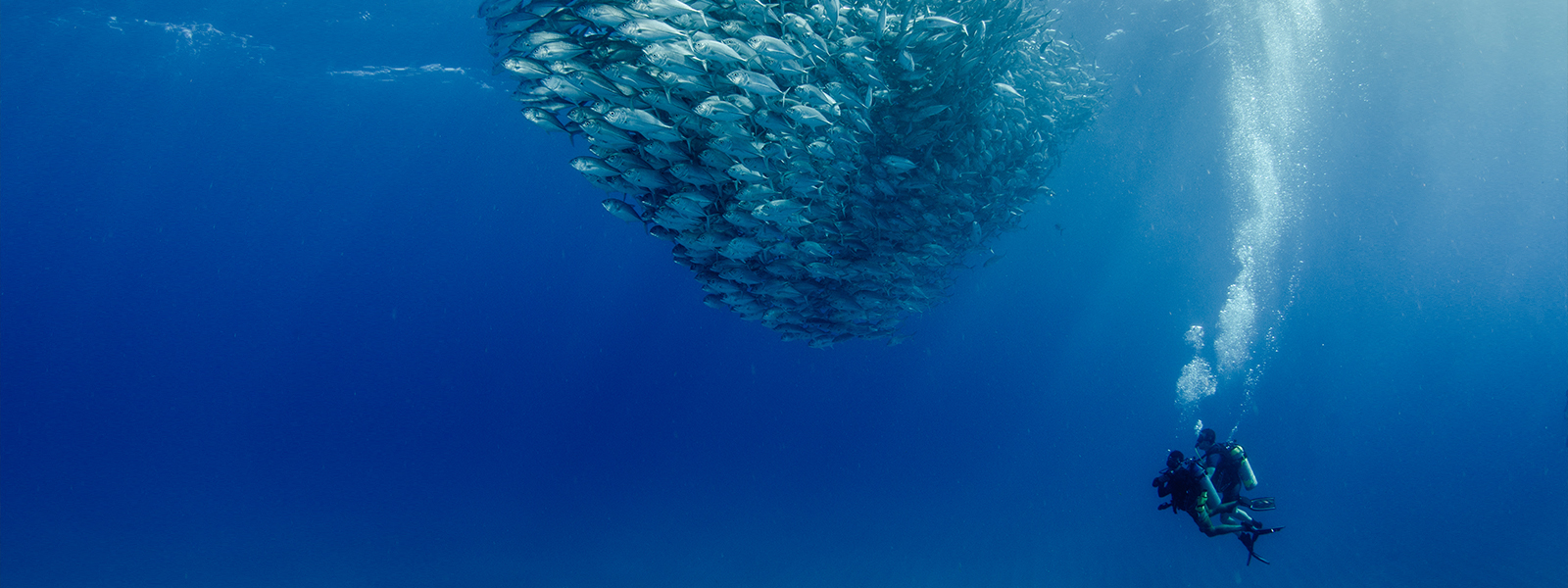 scuba diver next to school of fish in Cabo Pulmo