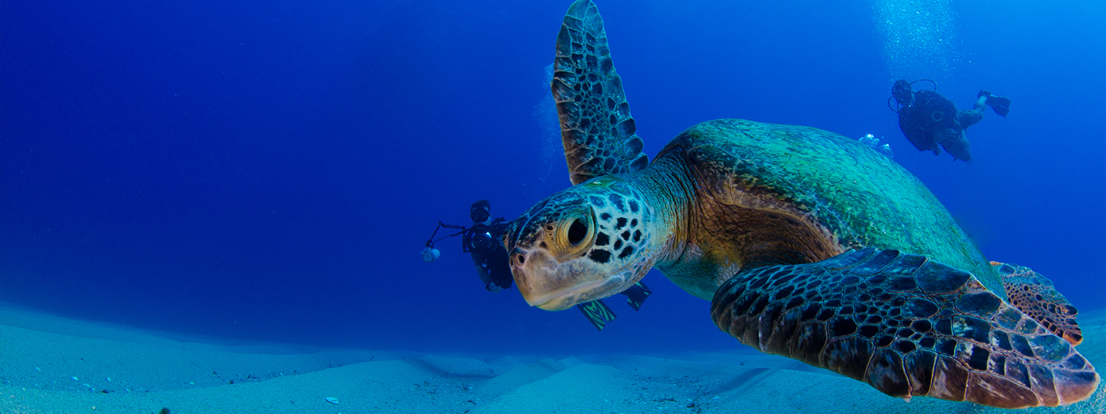 sea turtle on cabo pulmo scuba dive tour