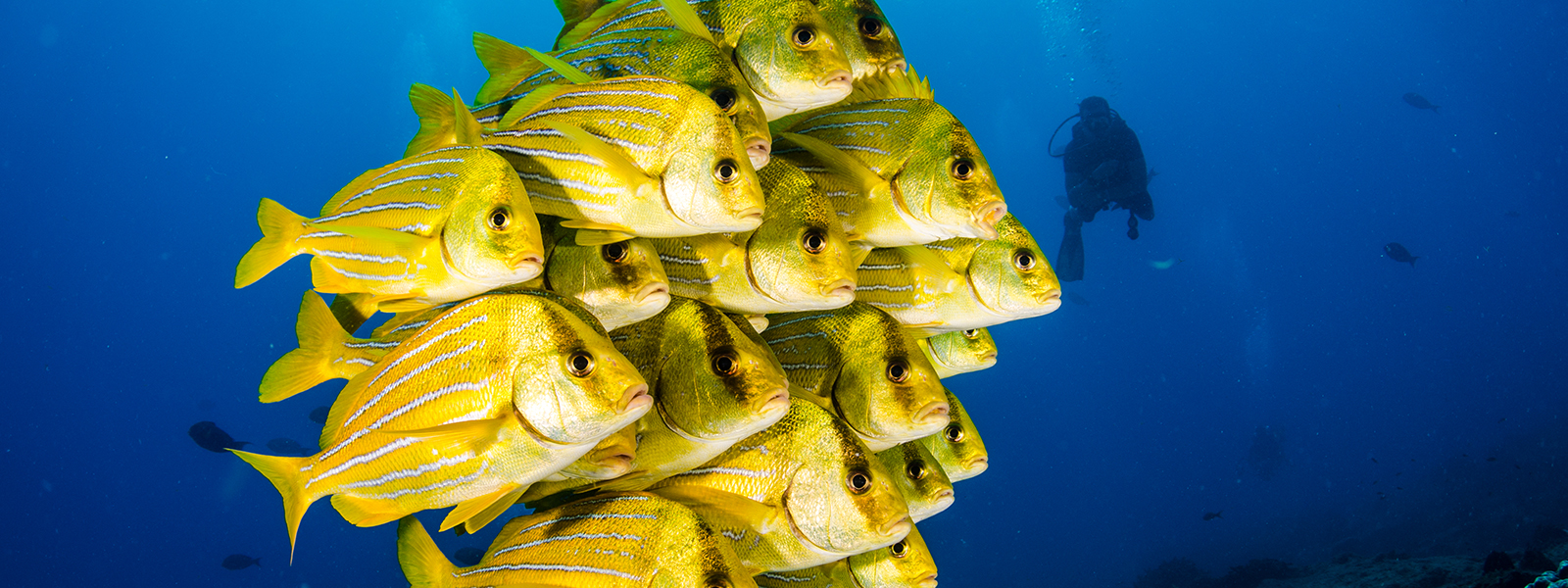 school of fish on cabo pulmo scuba dive tour