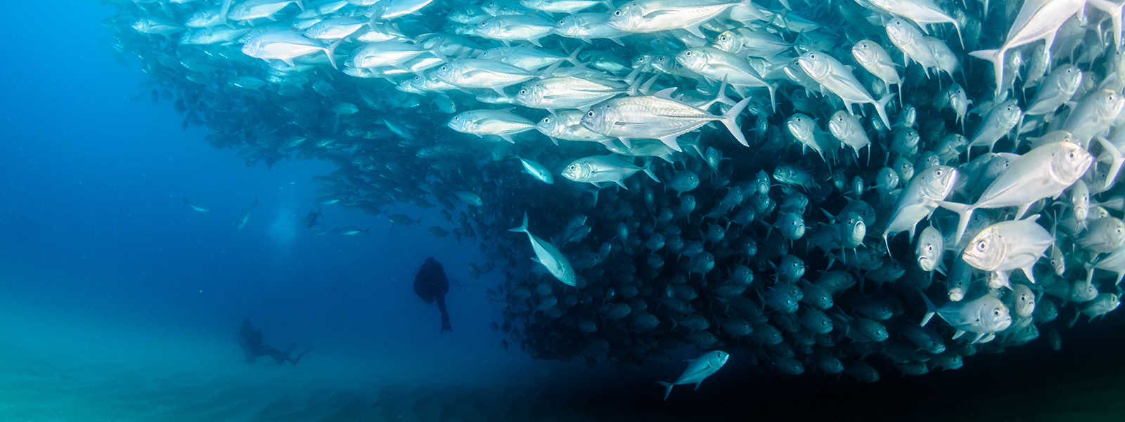 scuba diver under water at cabo pulmo next to huge school of fish