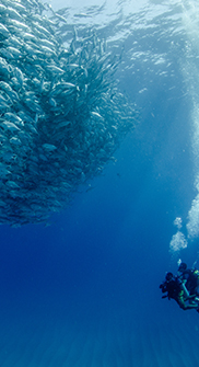 scuba diver next to school of fish in Cabo Pulmo