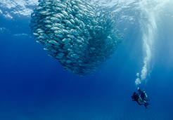 scuba diver next to school of fish in Cabo Pulmo