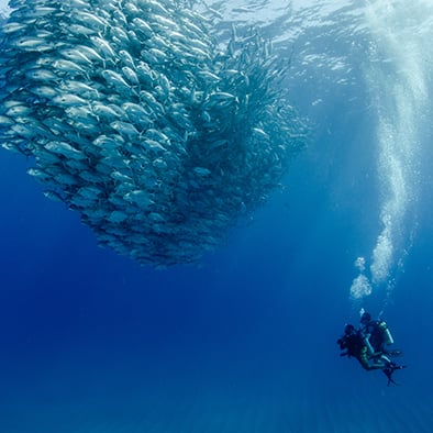 scuba diver next to school of fish in Cabo Pulmo