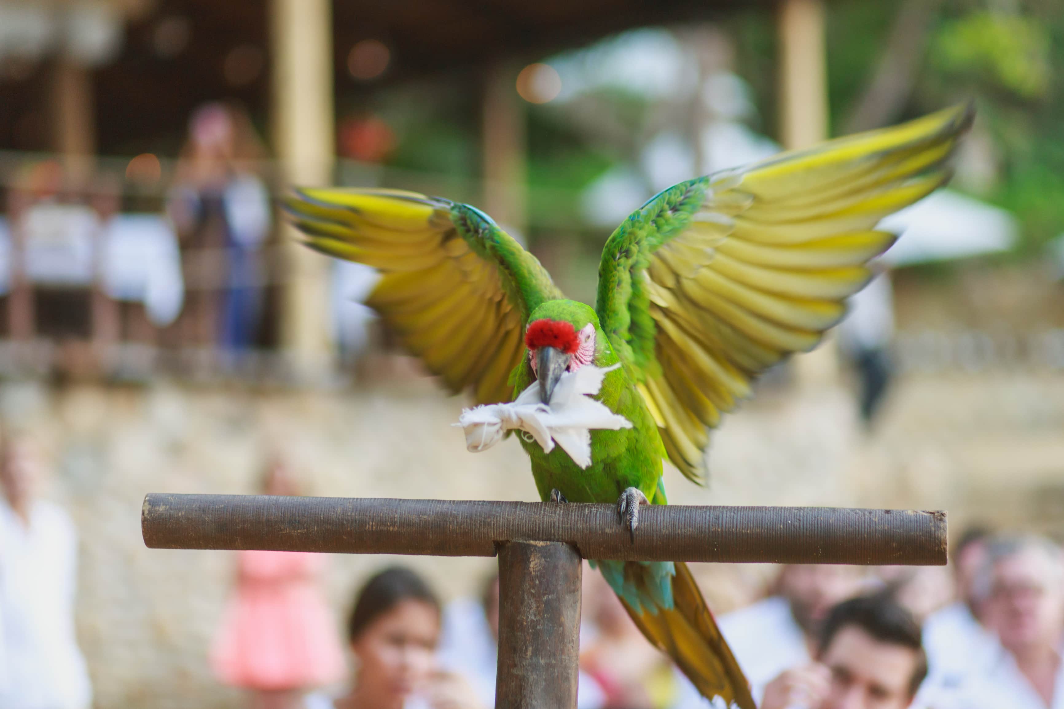 Parrot carrying the rings for a wedding at Las Caletas