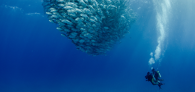 scuba diver next to school of fish in Cabo Pulmo