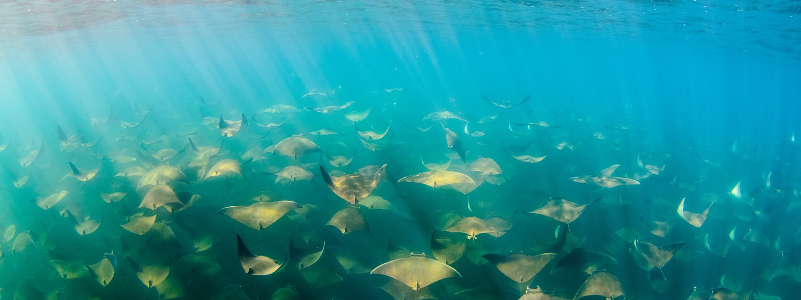 stingrays underwater at cabo pulmo 