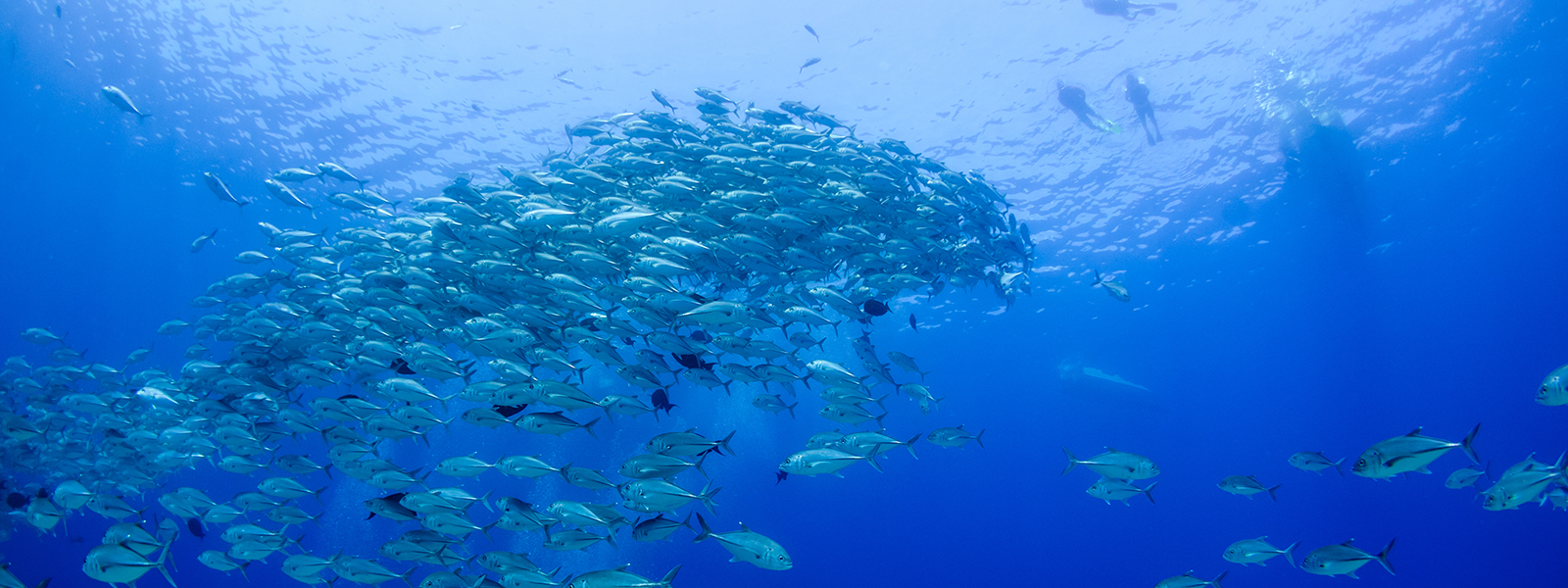 school of fish at cabo pulmo