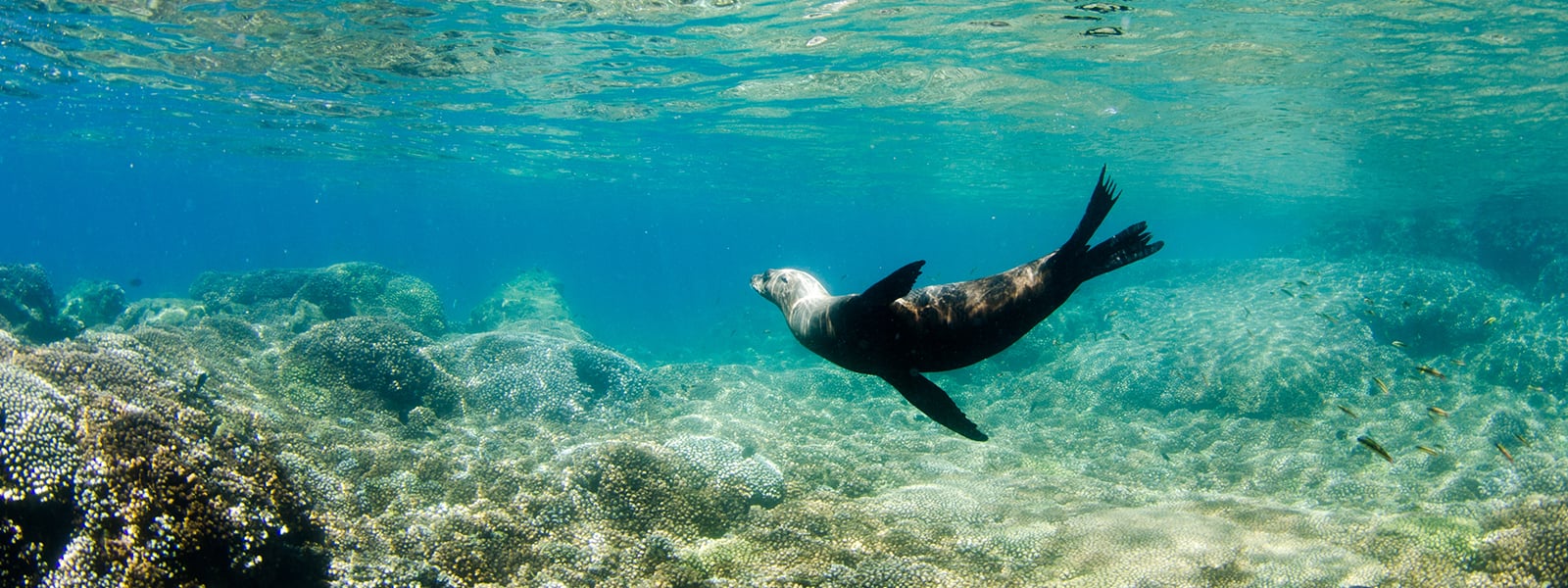sea lion underwater at