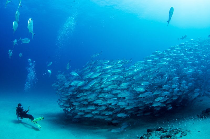 A scuba diver swimming alongside a school of fish in Cabo Pulmo