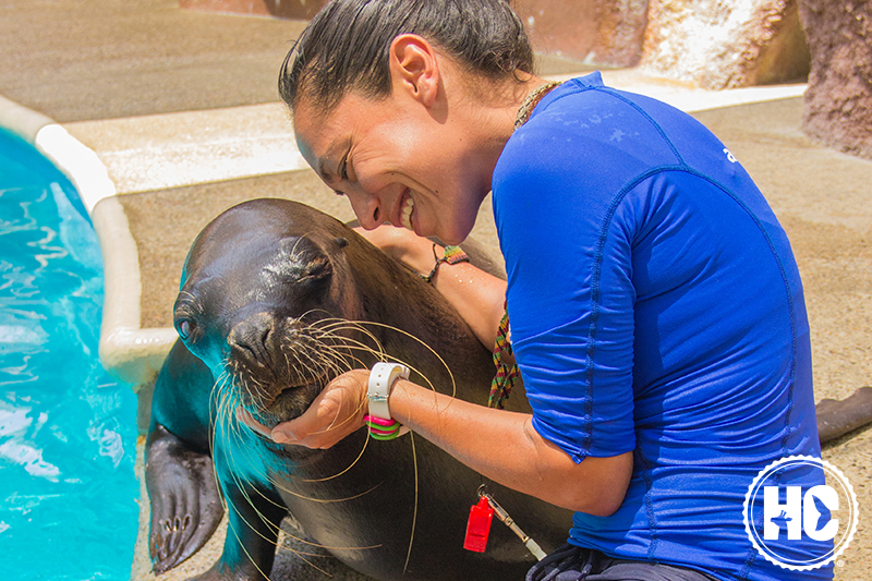 sea lion at humane certified dolphin center in puerto vallarta