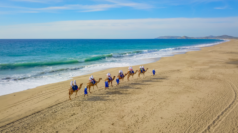 A line of people riding camels on a beach