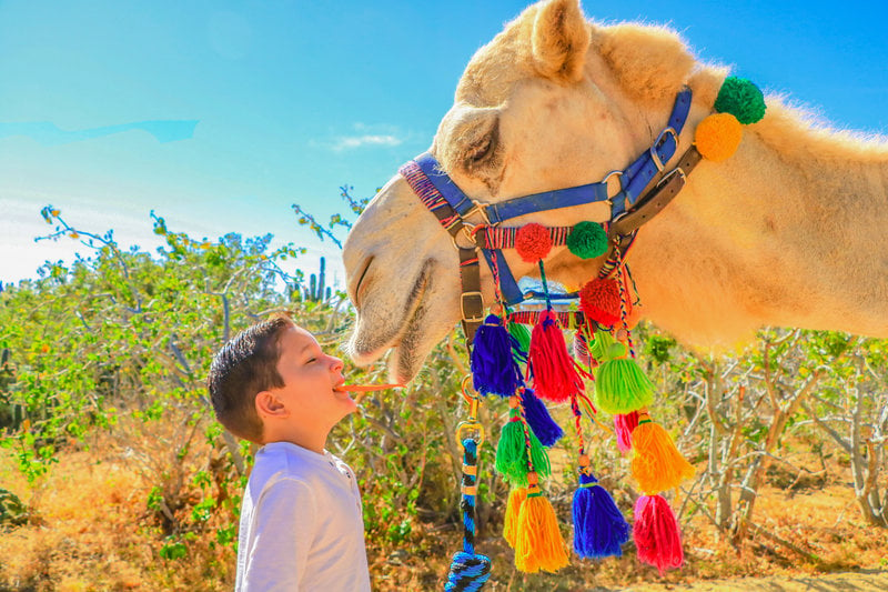 camel kiss in cabo
