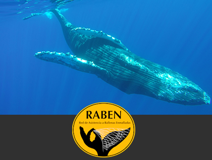 Whale Disentanglement Network (RABEN)
